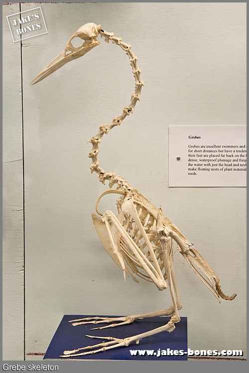 The Bell Pettigrew Museum in St Andrews Jake's Bones