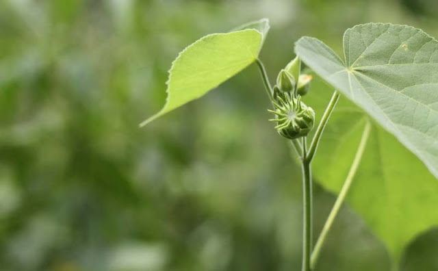 Indian Mallow Flowers