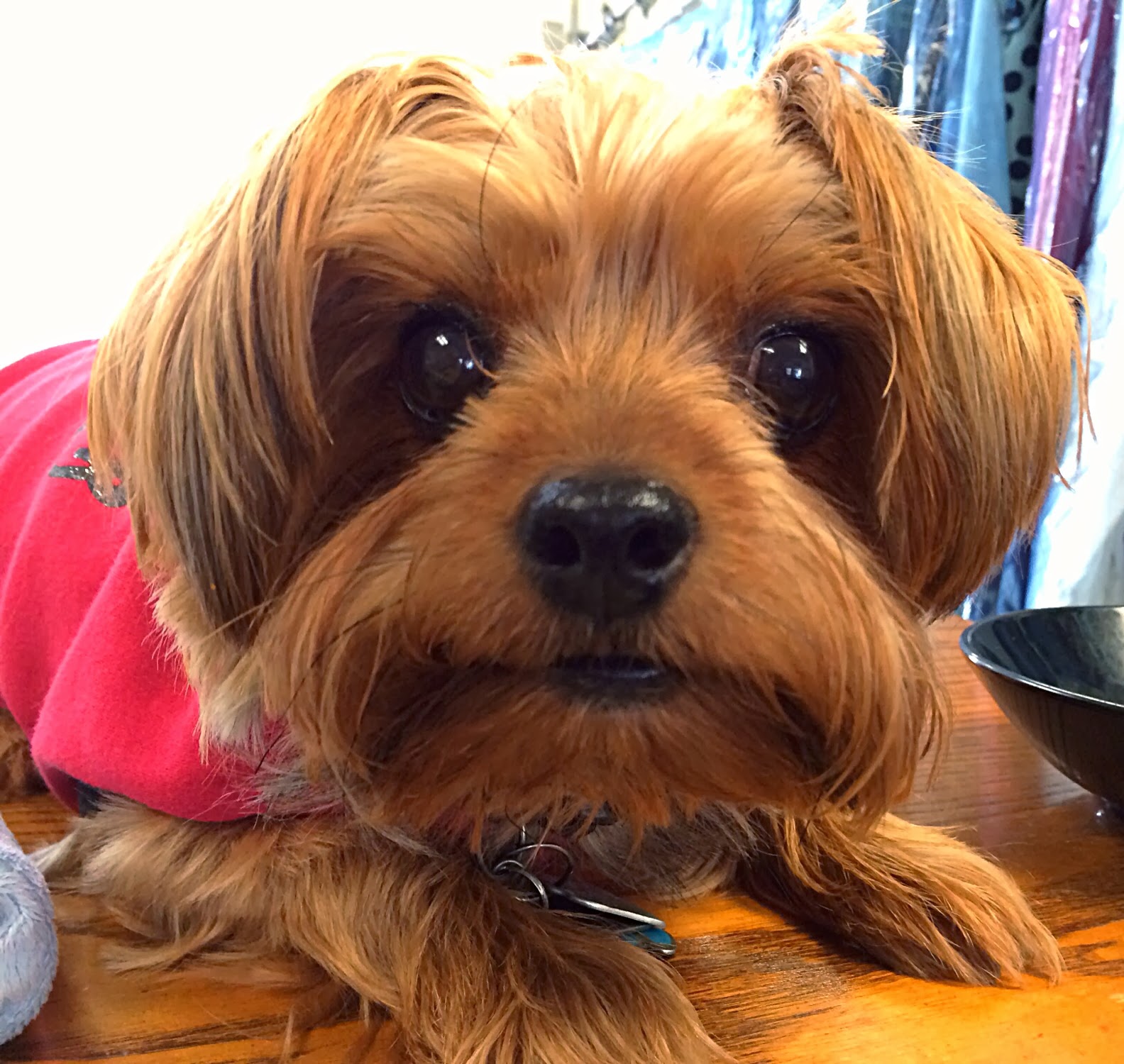 Mumbo Daniel Shewbridge