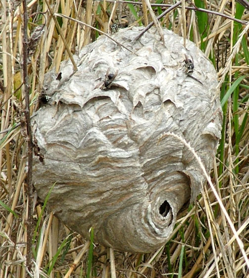 What are the signs to look for when searching for ground-based hornets' nests?