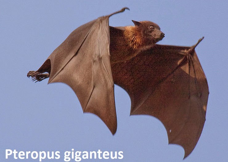 BIBOCA AMBIENTAL MORCEGO