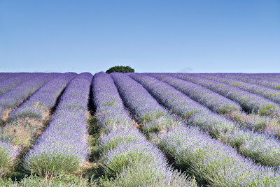 نقره لتكبير أو تصغير الصورة ونقرتين لعرض الصورة في صفحة مستقلة بحجمها الطبيعي