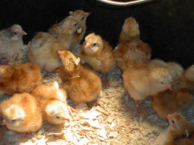 Buckeye Chicks