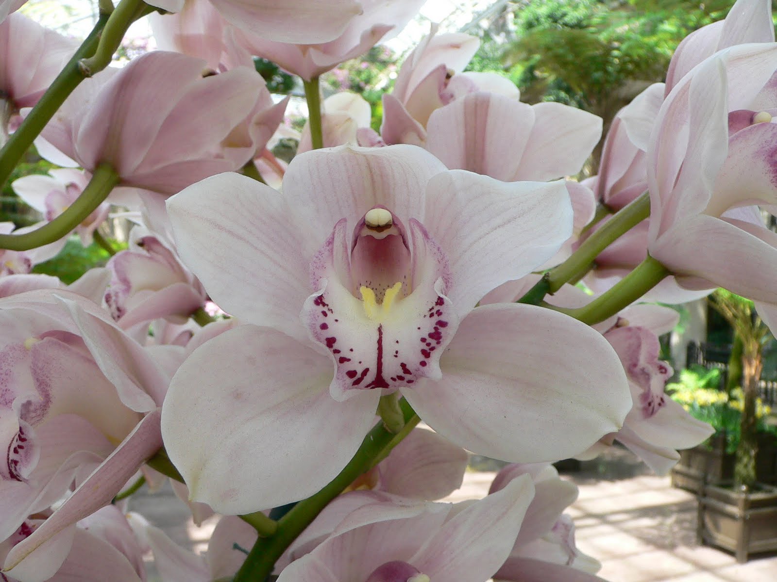 http://2.bp.blogspot.com/-H05-pm98rvI/Tf9_JwcD0FI/AAAAAAAAAVU/Fl42nMLyCuE/s1600/Cymbidium+Orchids+Flowers+Wallpapers+5.jpg