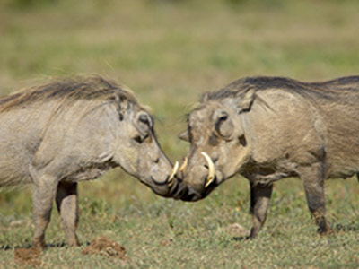 Warthog | Animal Wildlife