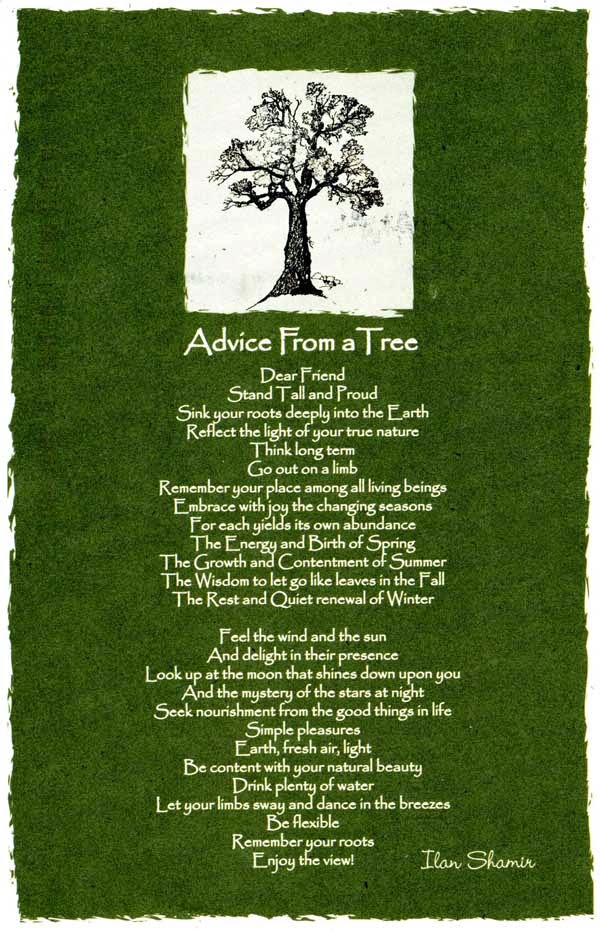 BETWEEN TWO LAKES What the Ash trees are saying