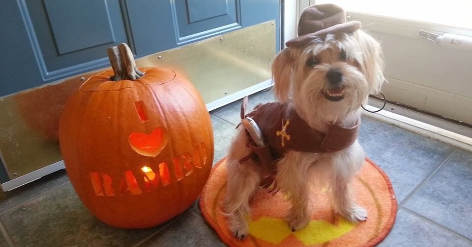how to choose your halloween costume Rambo The Puppy