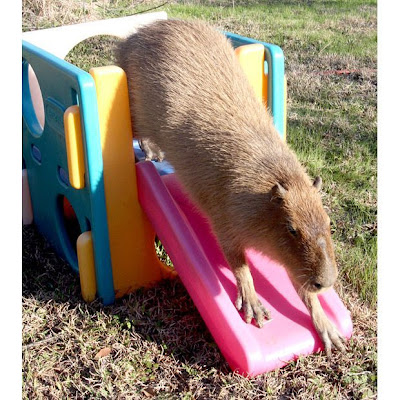 Caplin Rous, World's Most Famous Capybara Seen On www.coolpicturegallery.us