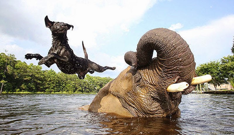 Dog & Elephant