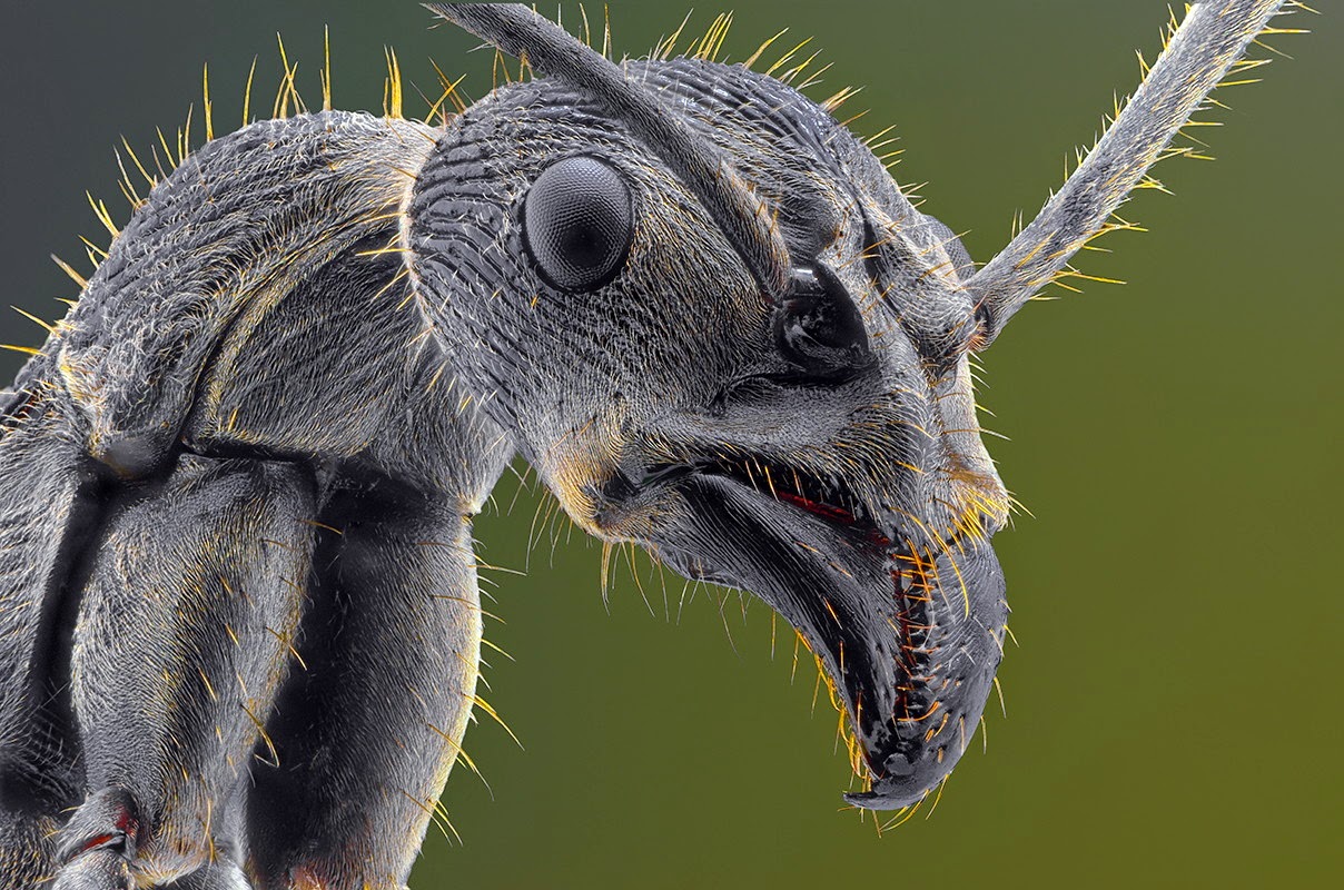 Удивительные макрофотографии насекомых (16 фото) 