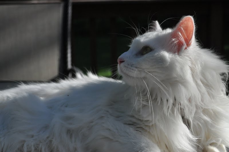 The Cat S Pajamas Play Off The Page