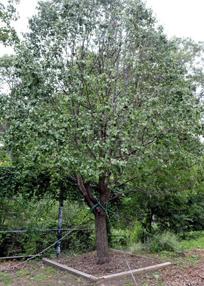 The Little Known Story of the 911 Survivor Tree - Jewish Sacred Aging