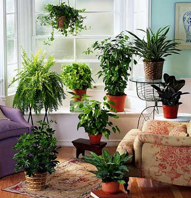 Interior Design 2014 Interior Home Decoration Tips With House Plants