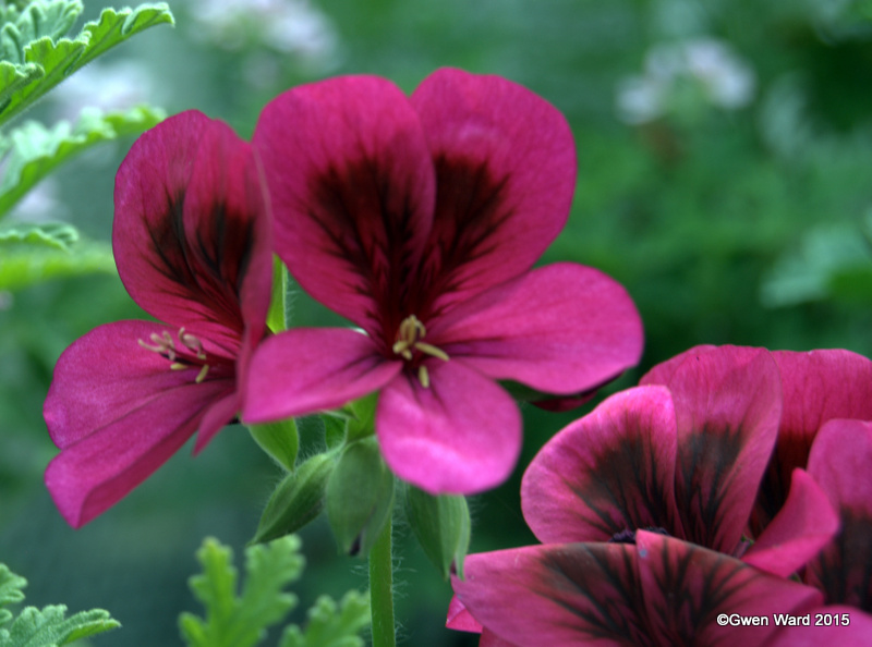 PERFECT PELARGONIUMS Pelargonium "Ashby" Scented or not? plus