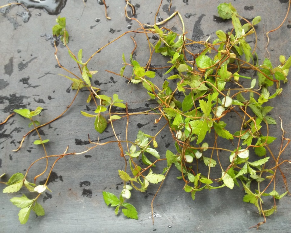 Bonsai Beginnings Chinese Elm tough, durable,