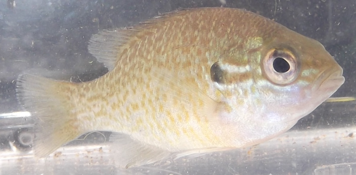 2012 Fish Big Year Tennessee Trip Part II Fish List and Photos