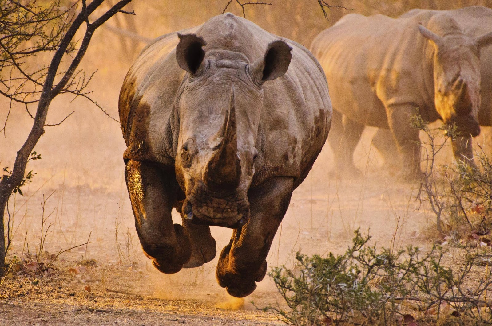 Racing Against Time - Saving our Rhinos
