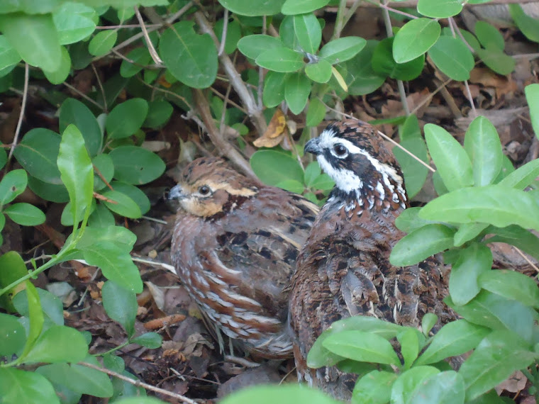 Quail's Hollar Farm The Florida Bobwhite Quail
