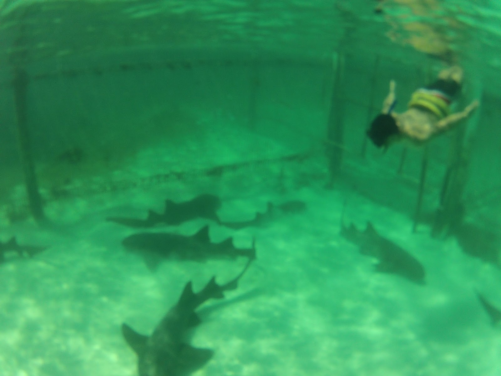 Exploring the world... one blog at a time! Punta Cana Day 4 Sharks