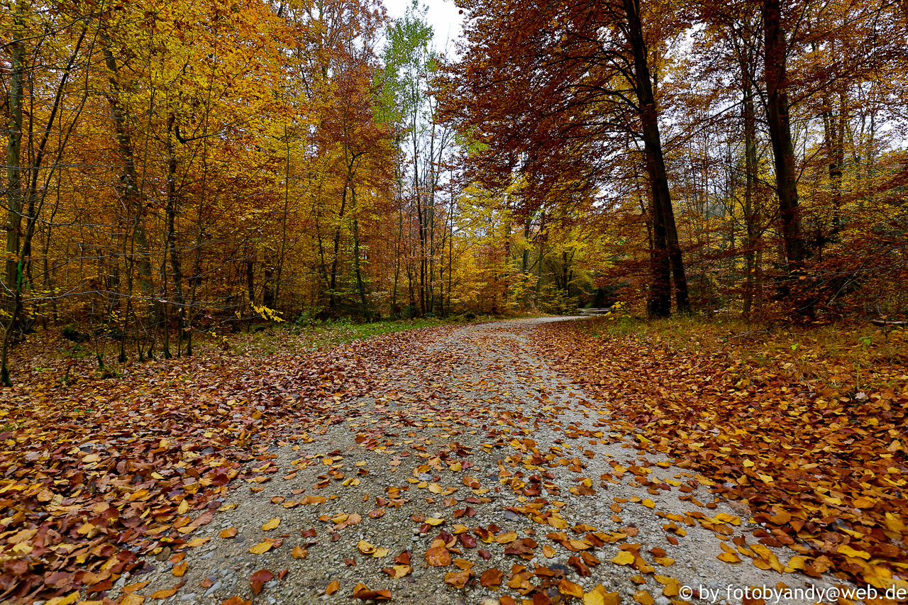 Laufend Unterwegs Ein Bad Im Wald Nehmen