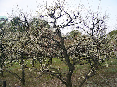 大阪城公園梅林