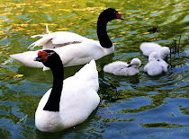 Cisnes