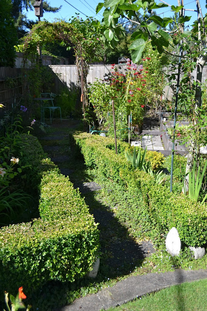 Boxwood Growth Over Time Thinking Outside The Boxwood