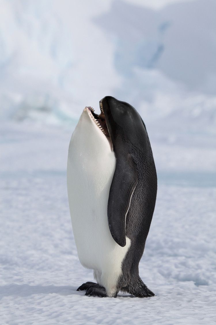 Killer Penguin Killer Penguin