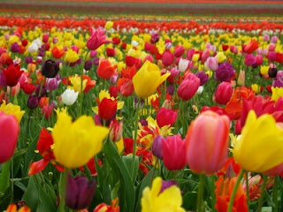 Tulipán, una flor con historia . tulipanes multicolor