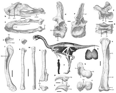 Gigantoraptor skeleton