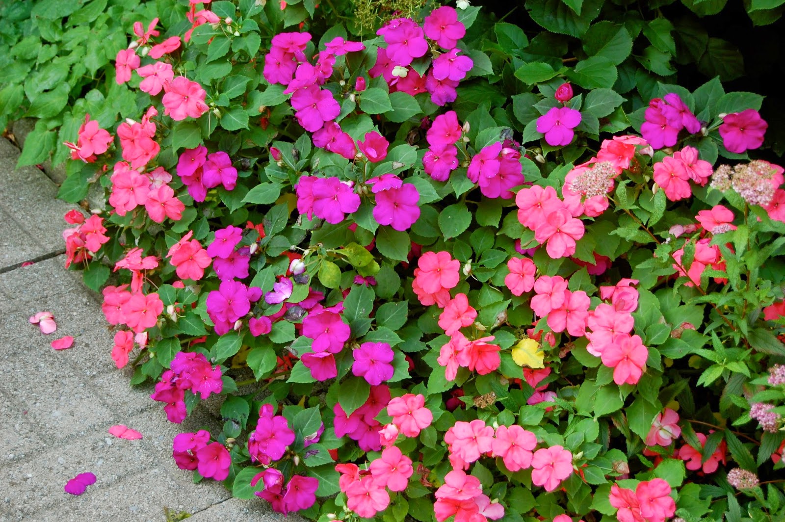 Astrid's Garden Design Problems affecting Impatiens