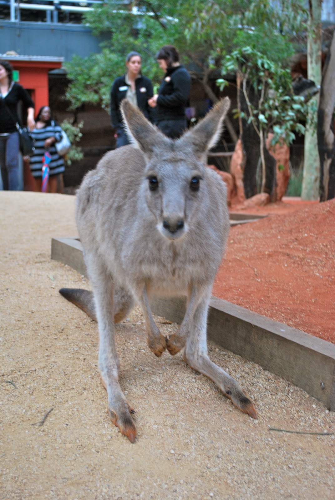 Wicked Down Undah Sydney Wildlife World Darling Harbour