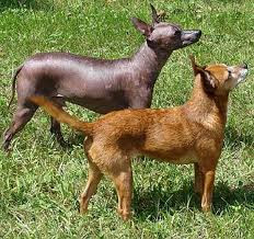  Xoloitzcuintli Dogs 