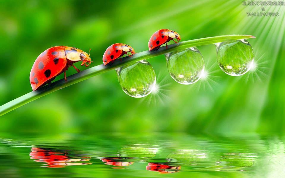 Familia de mariquitas y gotas de agua - İlginç Resimler