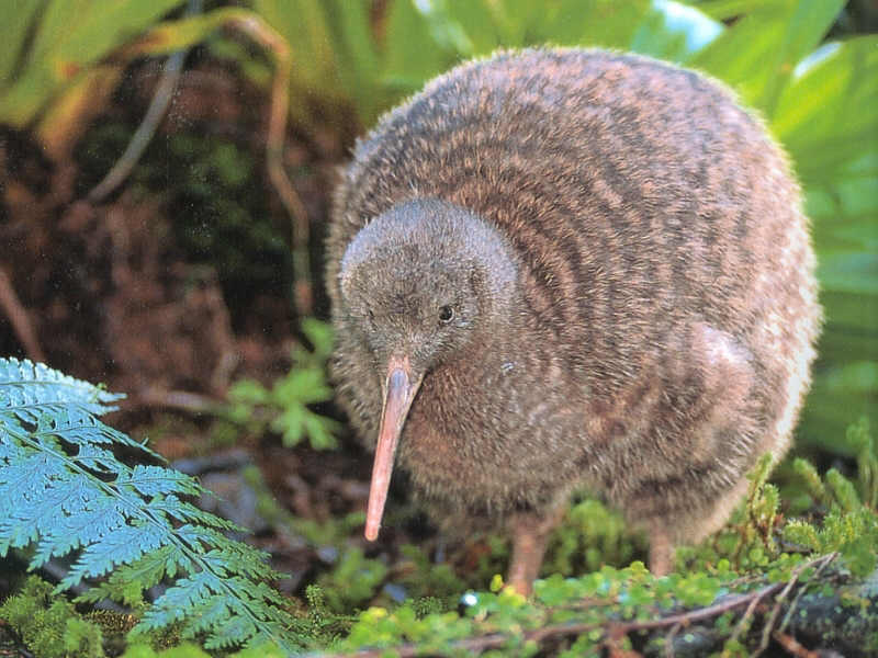 Kiwi | Animal Wildlife