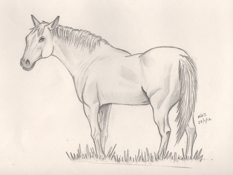 small pencil horse sketch small pencil horse sketch