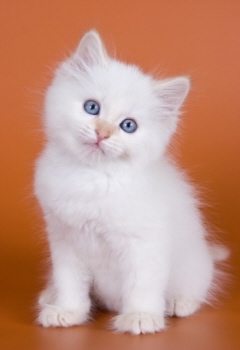 Free Wallpapers: white kitten wallpapers