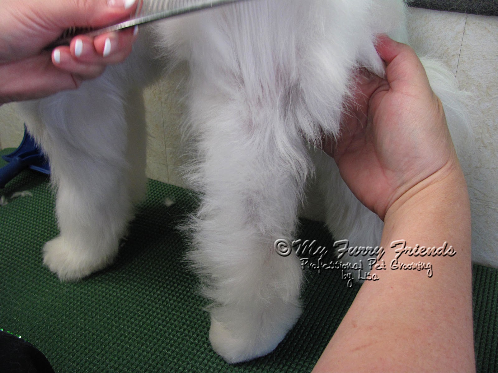 Pet Grooming The Good, The Bad, & The Furry Hand Scissoring