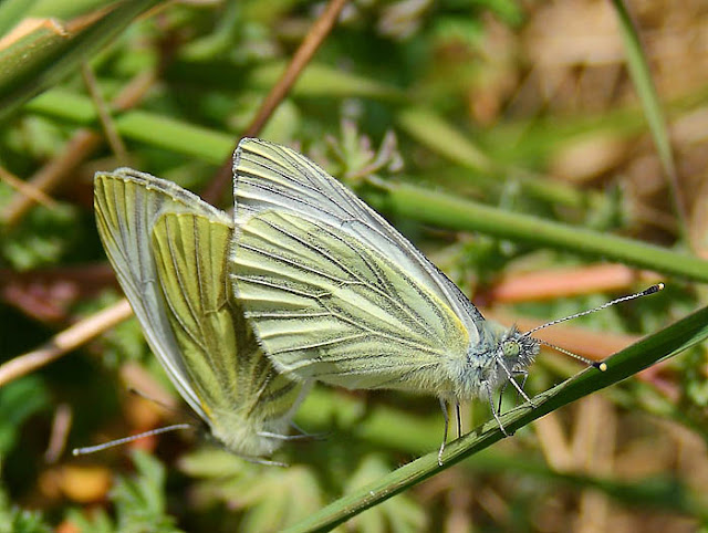 Green veined white butterfly (Pieris napi)