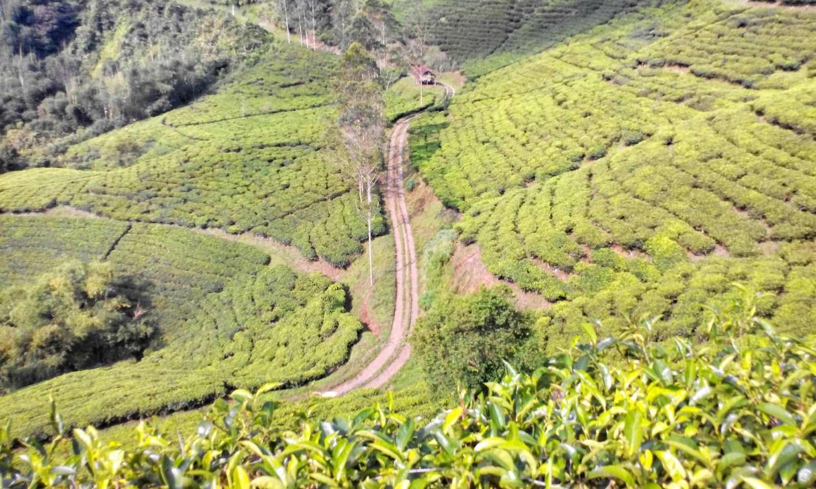 Gunawanmoch Blog Perkebunan Teh Gunung Satria Gunawanmoch Blog Perkebunan Teh Gunung Satria