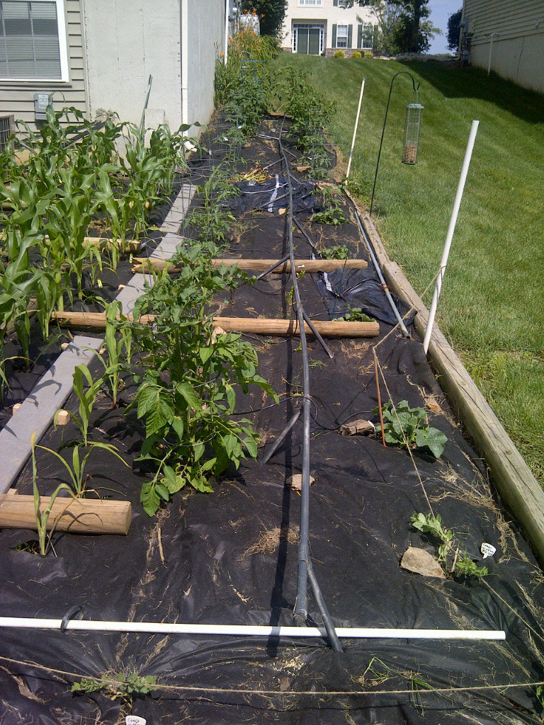 Avondale Hobbies Drip irrigation from a rain barrel