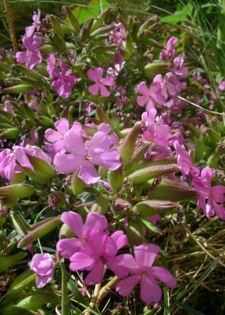 Butterfly Bush Varieties Types Of Butterfly Bushes To Grow