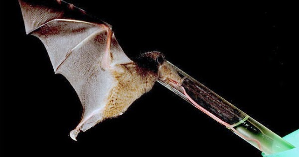 Bat Has Longest Tongue of Any Mammal