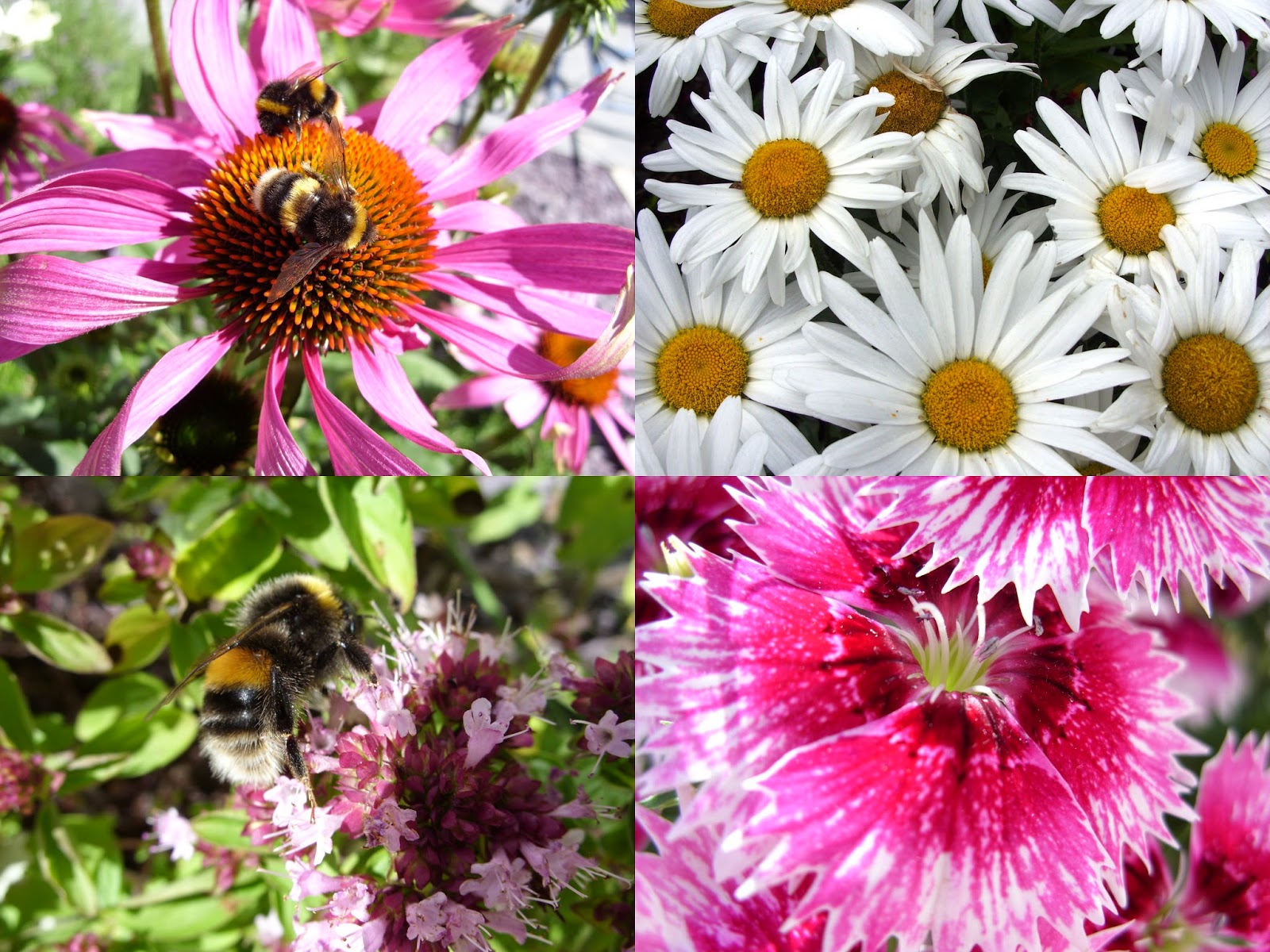 Kelli's Northern Ireland Garden August Flowers Blogger's Bloom Day