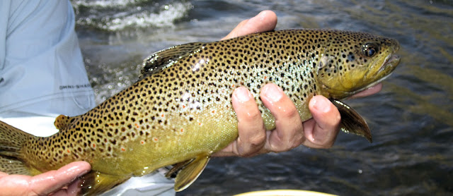 closeup+Eagle+river+brown+trout+pic+with+Jay+Scott+Outdoors.jpg