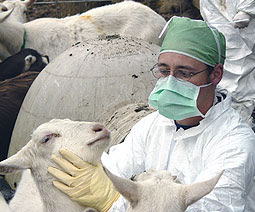 Một chuyên gia đang khám bệnh cho cừu.