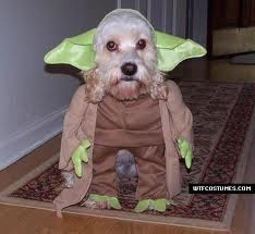 Funny Dog Pictures