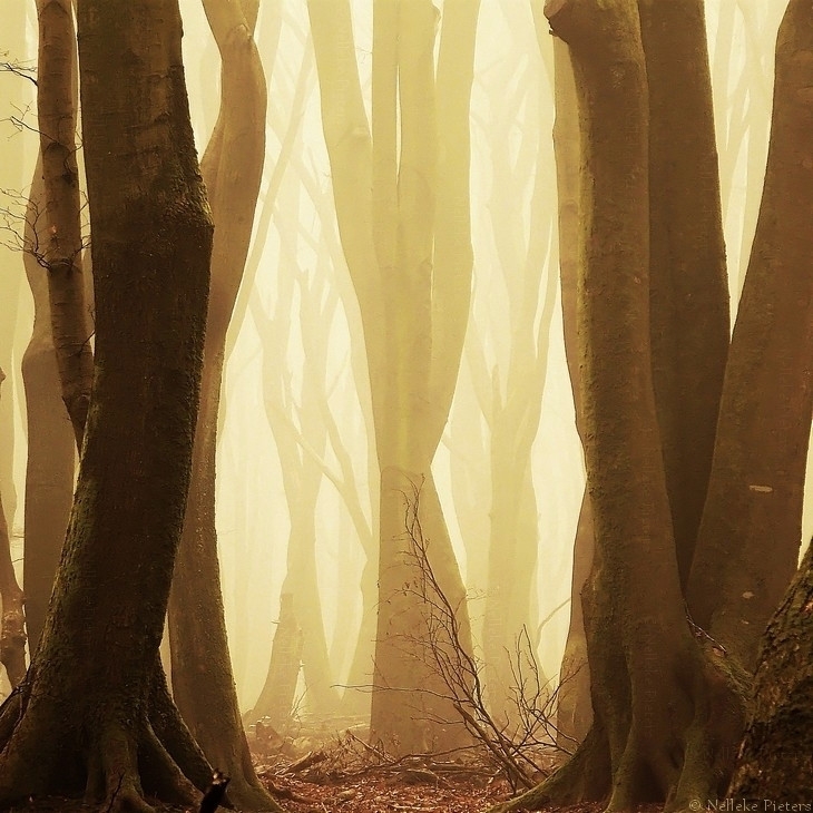 nuncalosabre.The Forest - Nelleke Pieters
