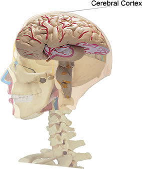 faudzil.blogspot.com: BRAIN AND BEHAVIOR - The Anatomy of the Brain
