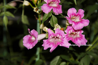 Tabebuia Heterophylla Common Name Pink Tabebuia Or Pink Trumpet